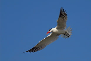 flying Arctic tern at daytime
