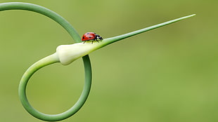 red ladybug perching on white plant in close-up photography