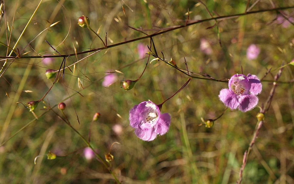 pink petaled flowers HD wallpaper