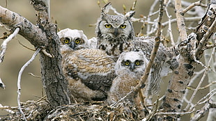still life photo of perched owls HD wallpaper