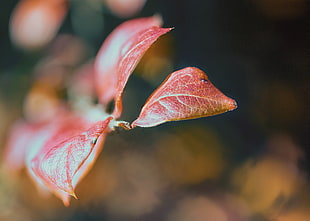 red leaves in Focus lens photography