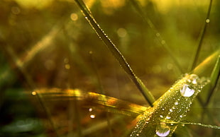 micro lens photography of green grass HD wallpaper