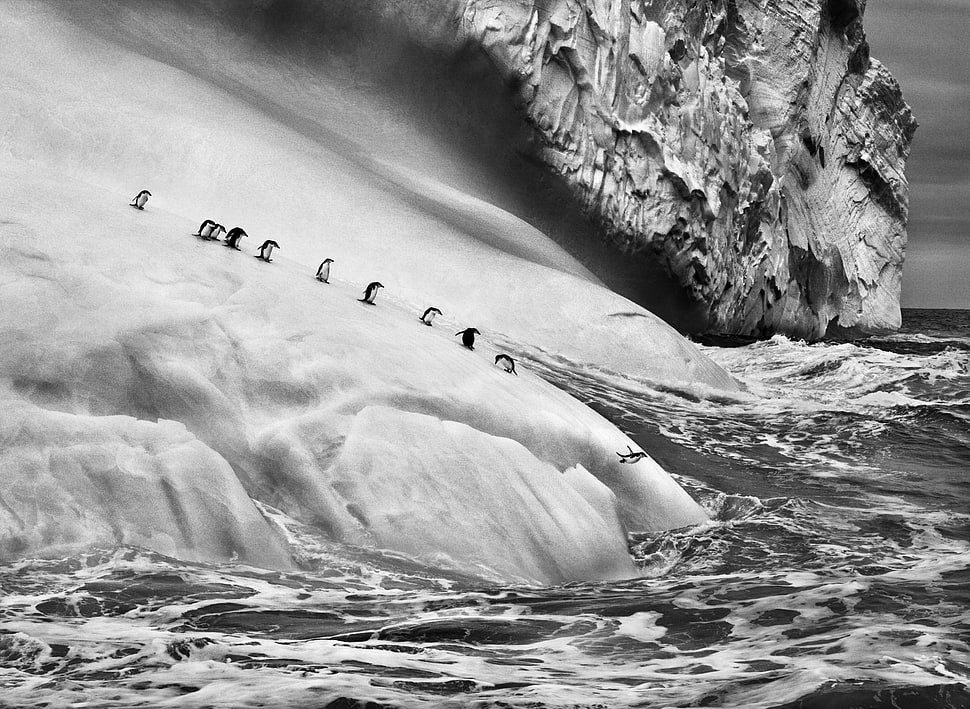 penguins sliding on glacier through water, nature, landscape, animals, ice HD wallpaper
