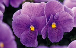 two purple petaled flowers