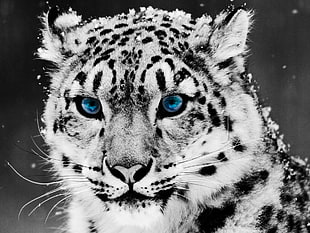 wild cat, snow leopards, selective coloring, leopard (animal), cat HD wallpaper