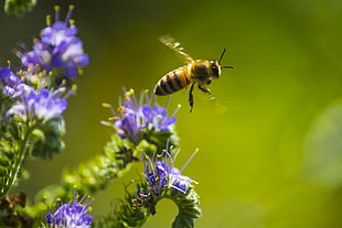 honey bee hovering above purple petaled flower