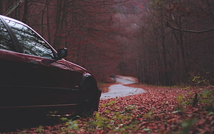 red vehicle, BMW, fall, trees, road