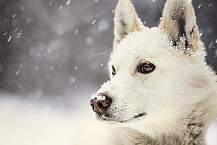closeup photo of adult white Siberian Husky