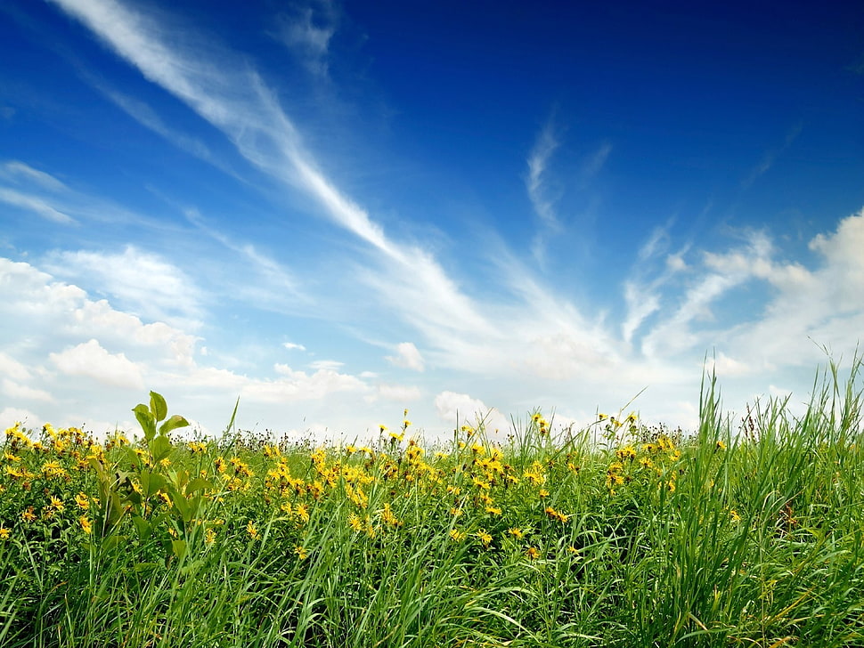 yellow flower field at daytime HD wallpaper