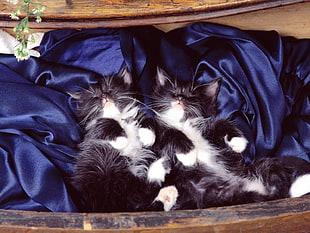 two black-and-white cat sleeping on the blue textile