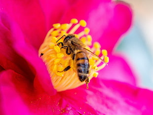 Bee,  Flower,  Pollen,  Petals HD wallpaper
