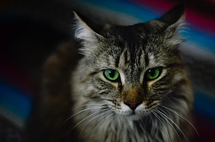 grey tabby cat, cat HD wallpaper