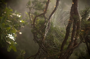 spider web, nature, spiderwebs HD wallpaper