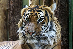 brown tiger, Tiger, Muzzle, Predator HD wallpaper