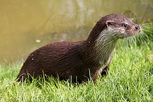 brown otter, Otter, Wet, Grass HD wallpaper