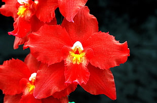 red Orchid flower in close-up photography