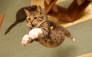 brown and gray furred cat jumping