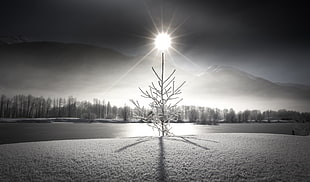 white bare tree, photography, ice, Sun, spruce