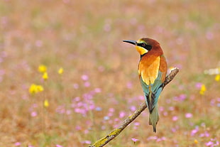 focus photography of bird on the twig HD wallpaper
