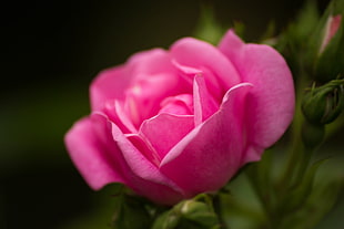 focus photography of pink Rose flower