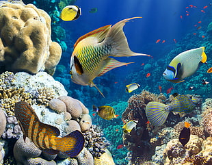 orange and gray fish, animals, fish, coral, underwater HD wallpaper