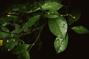 close up photo of droplets on leaves