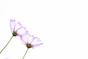 pink and white petal flowers HD wallpaper