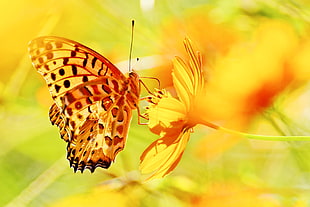 yellow lacewing butterfly on yellow flower in closeup shot, indian fritillary