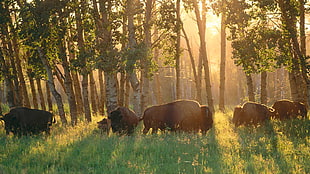 herd of cows, nature, animals, buffalo, Alberta HD wallpaper