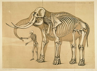elephant and human skeletons, science