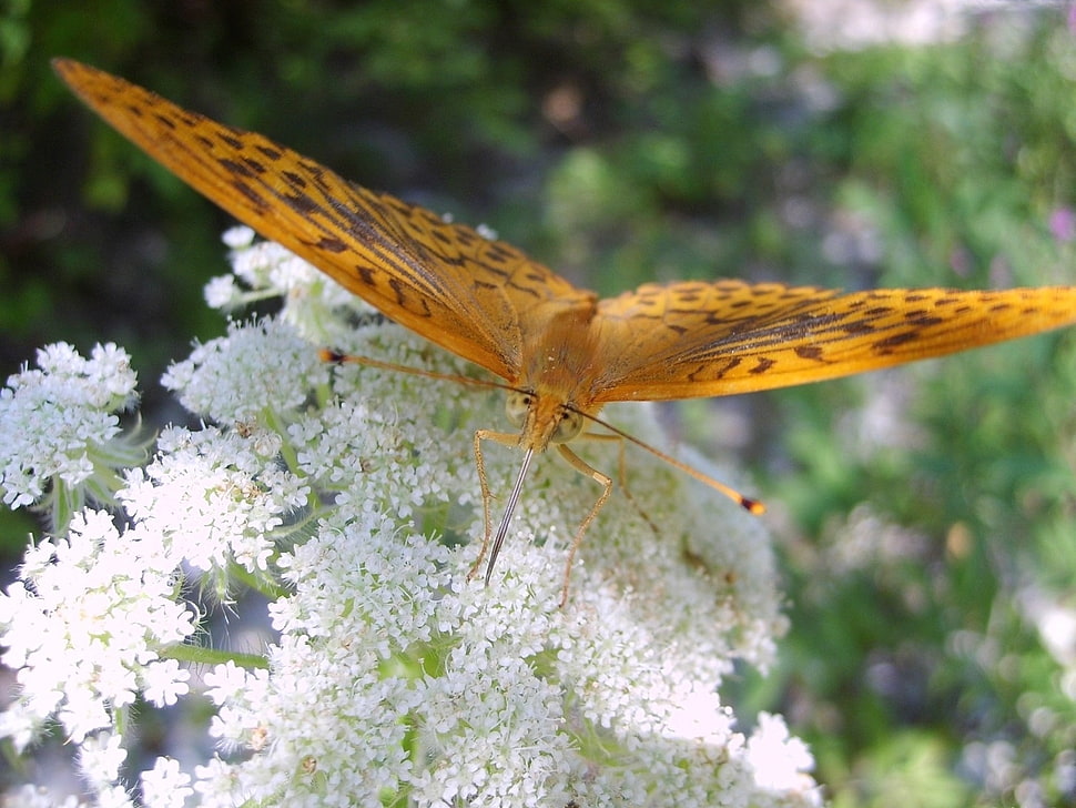 close up focus photo of a silver-washed fritillary on white flowers HD wallpaper