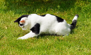 white and black cat on green grass