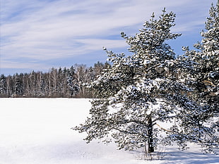 tree surrounded by snow HD wallpaper