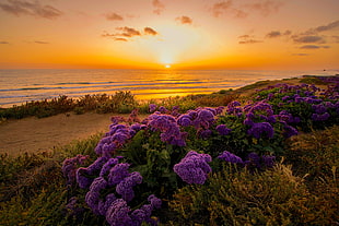purple clustered flowers beside shoreline during golden hour