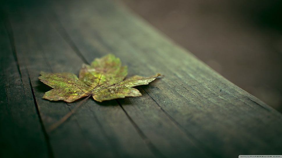 green maple leaf on brown wooden surface HD wallpaper