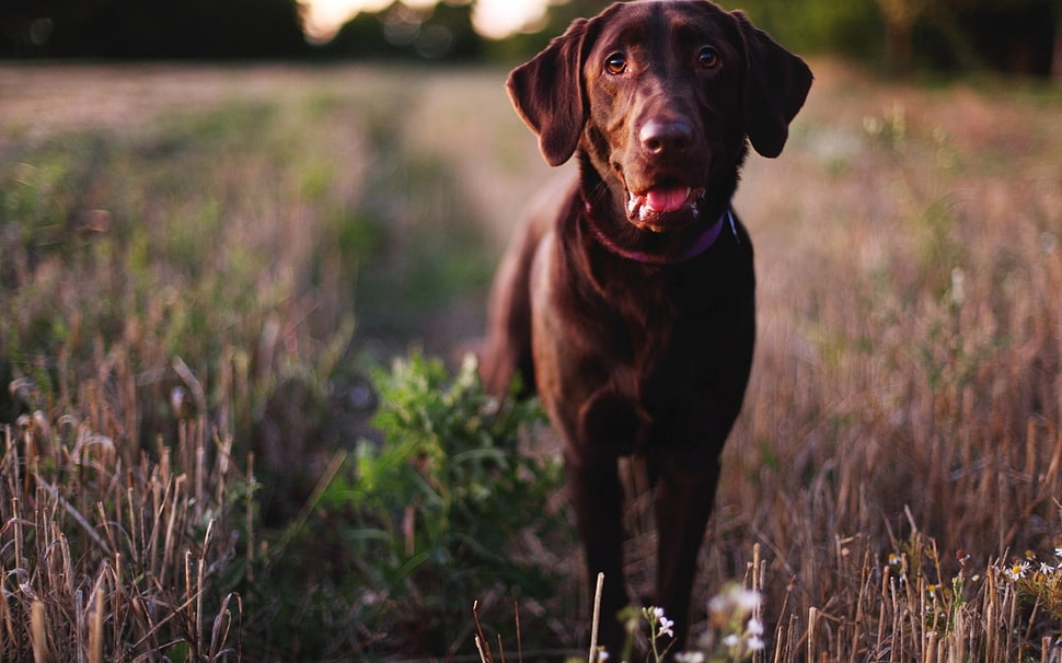 chocolate Labrador retriever on green grass field HD wallpaper