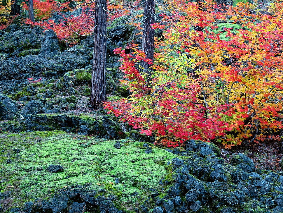 red and yellow leaf plants HD wallpaper