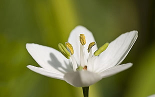 tilt shift lens photography of white flower