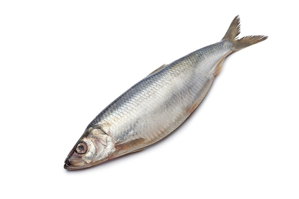silver fish HD wallpaper