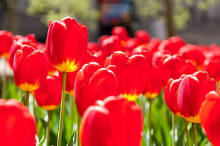 red tulips in close-up photography during daytime, york HD wallpaper