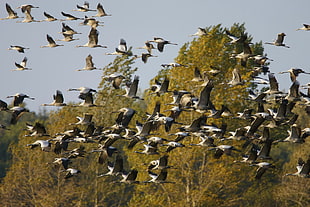 flock of Geese fly during daytime