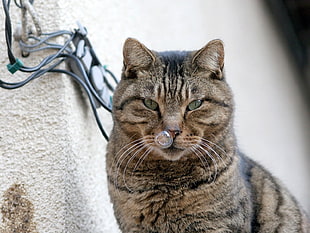 brown tabby cat HD wallpaper