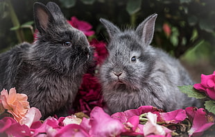 two black-and-gray rabbits, Rabbit, Rabbits, Fluffy HD wallpaper