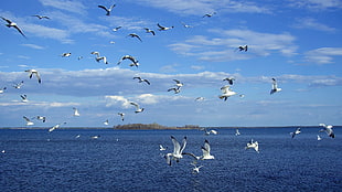 flocks of bird, sea, birds HD wallpaper