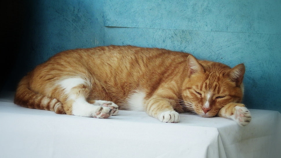 cat, animals HD wallpaper