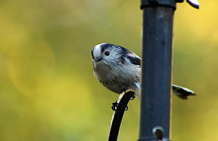 shallow focus photography of gray bird, tit