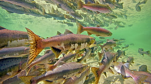 underwater photo of school of fish HD wallpaper