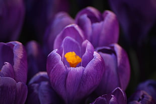 purple Crocus flowers in bloom close-up photo HD wallpaper