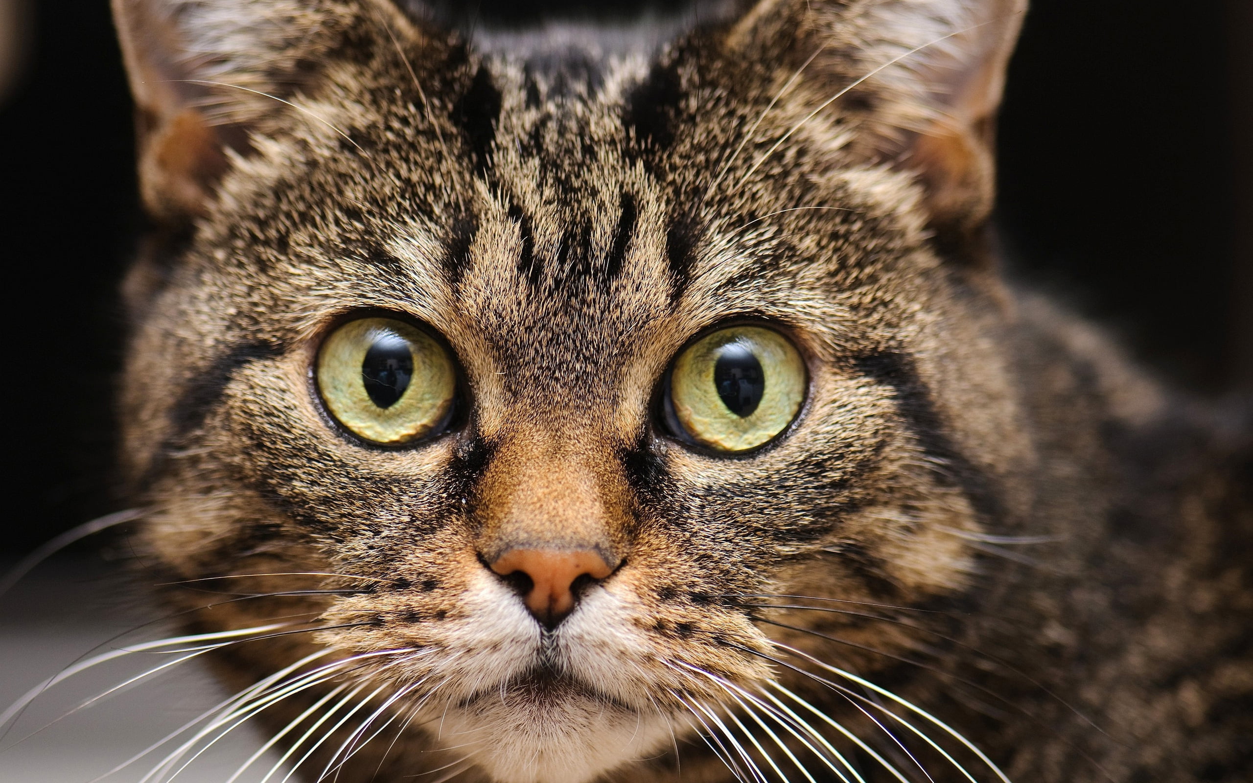 close up photo of cats face