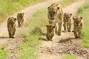 lioness and cubs walking in the road